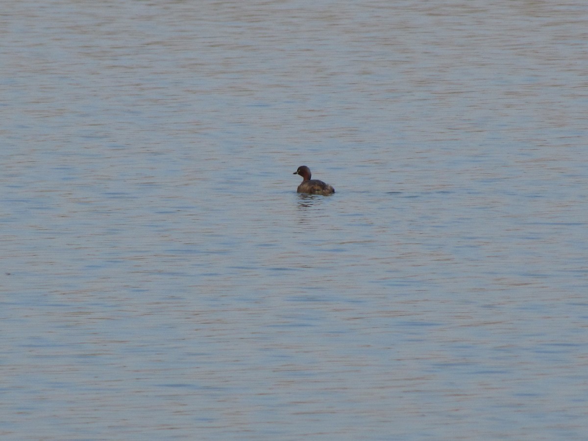Little Grebe - ML250310521
