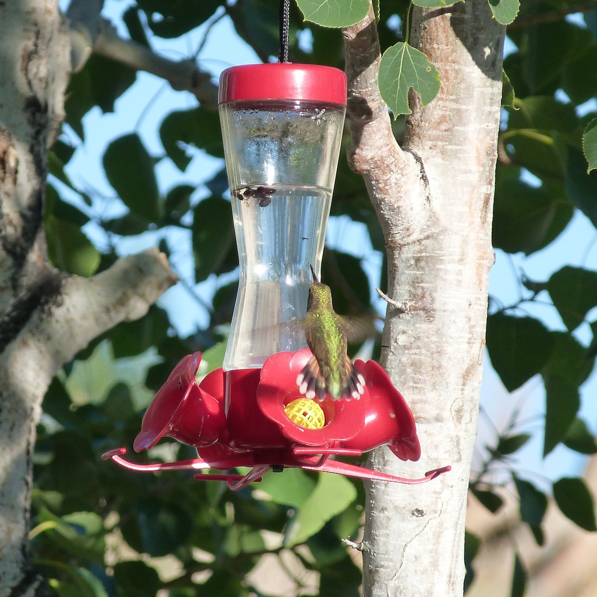 Rufous Hummingbird - ML250313171