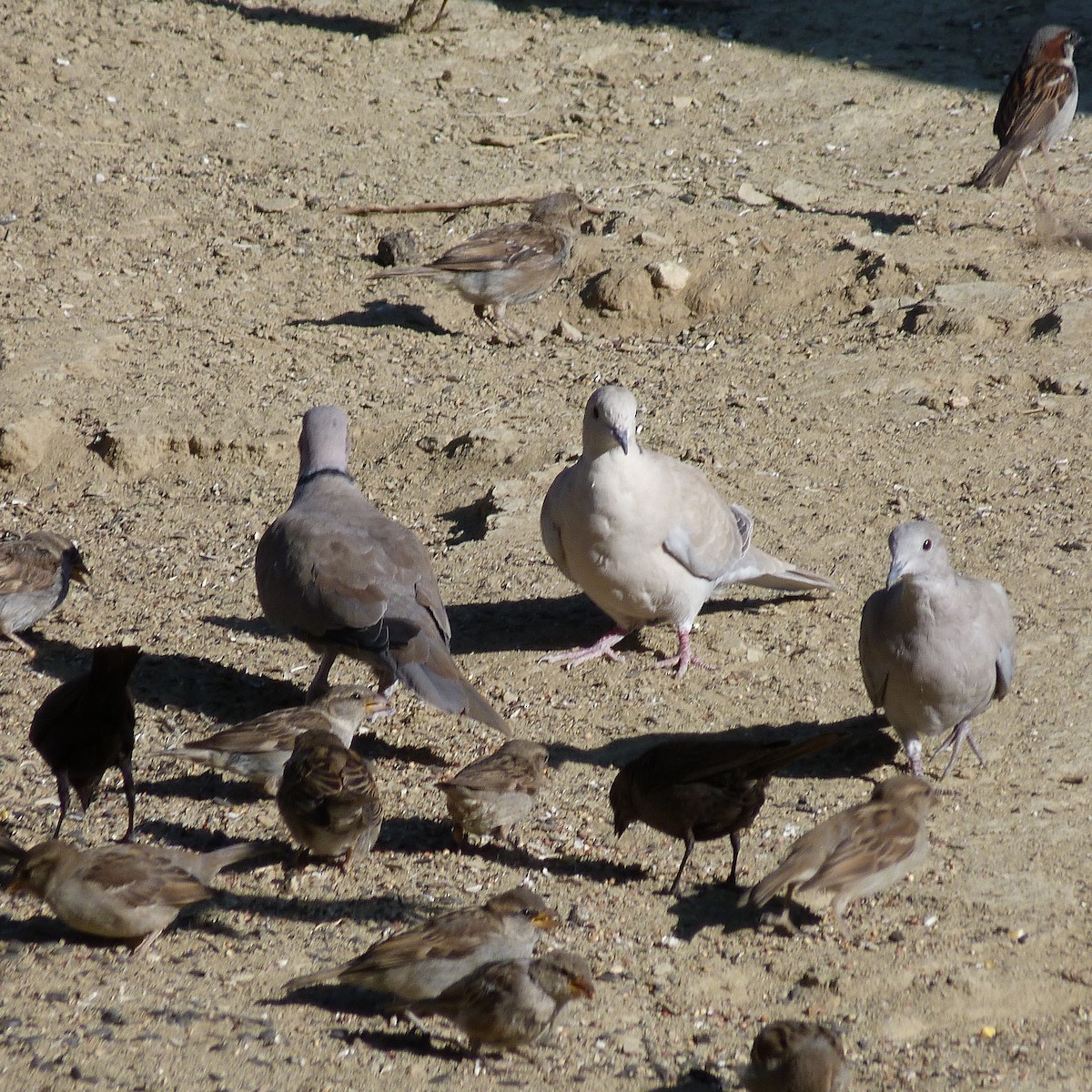 Eurasian Collared-Dove - ML250313251