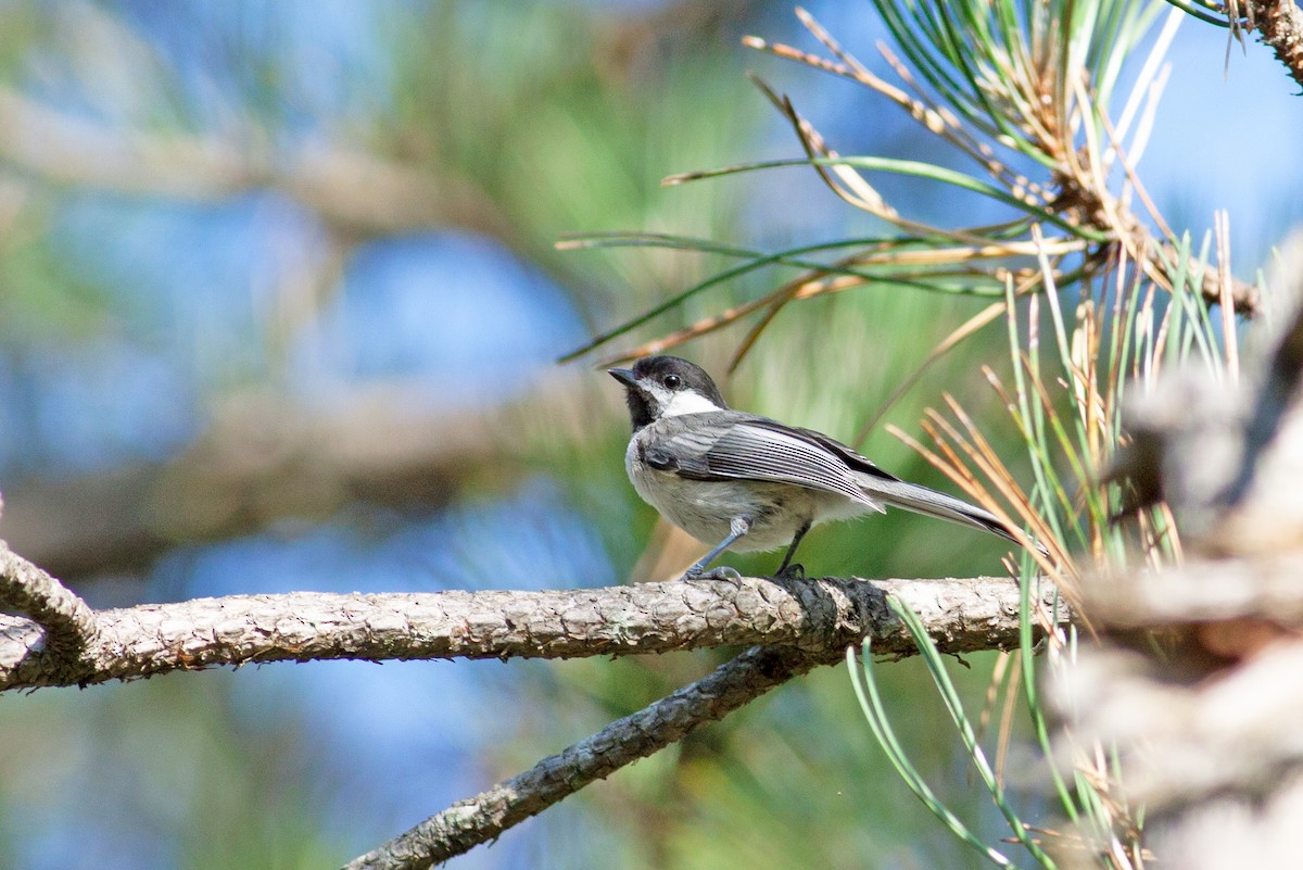 Black-capped Chickadee - ML250314851