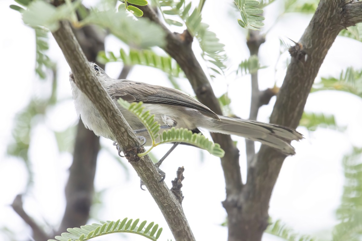 Black-capped Gnatcatcher - ML250316141