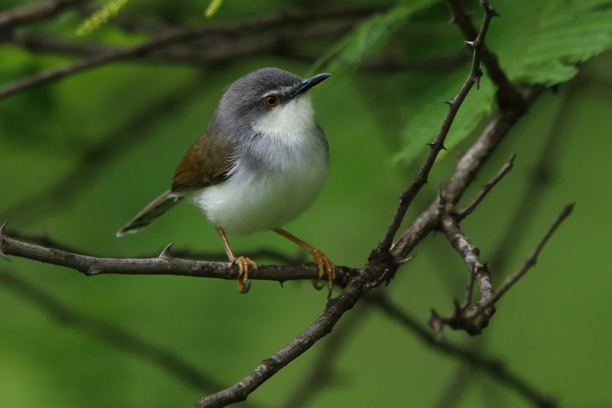 Gray-breasted Prinia - Bhaarat Vyas