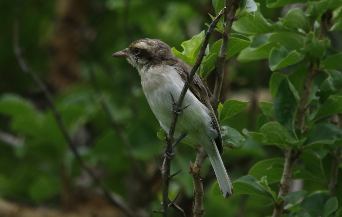 Common Woodshrike - Bhaarat Vyas