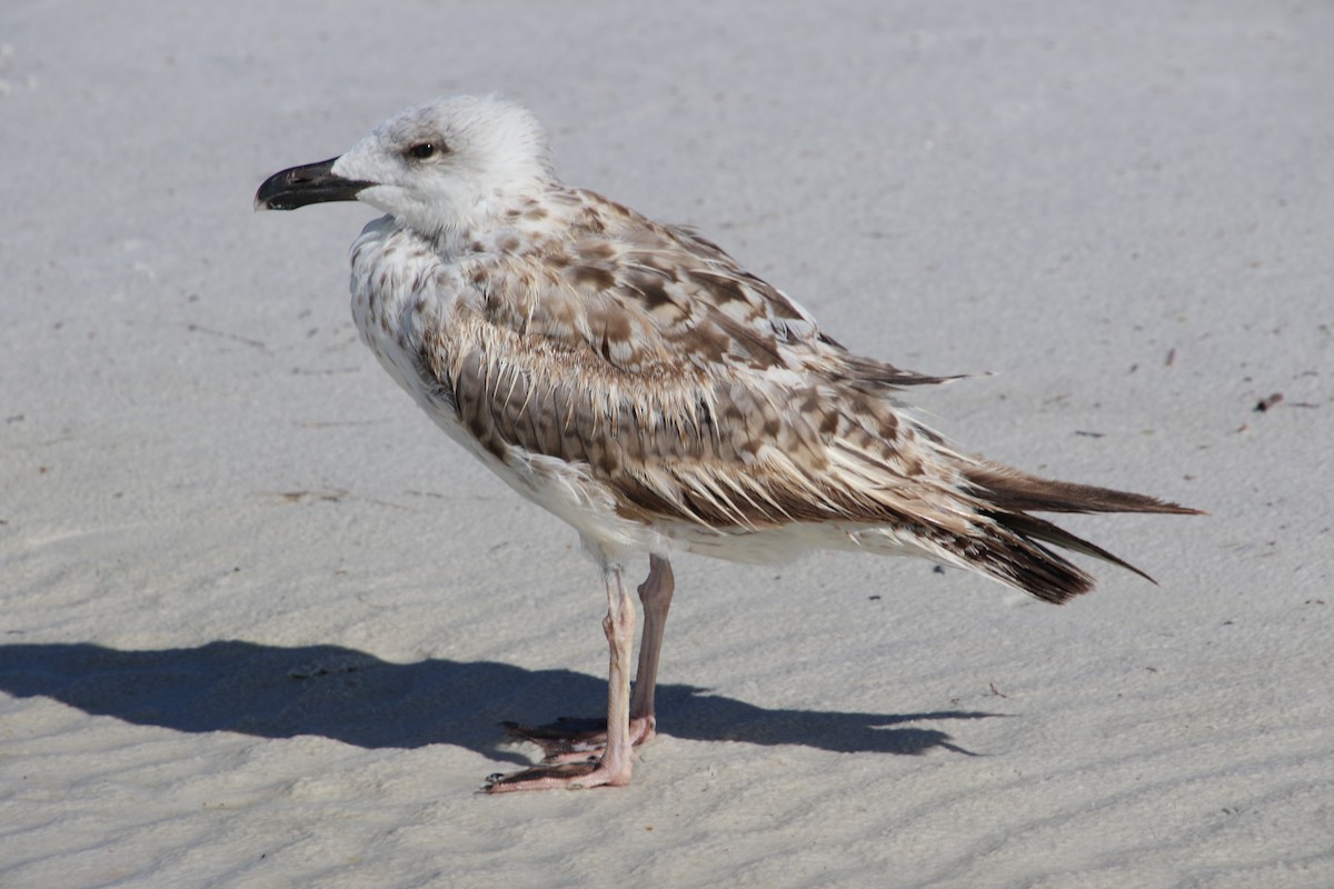 Great Black-backed Gull - ML250322401