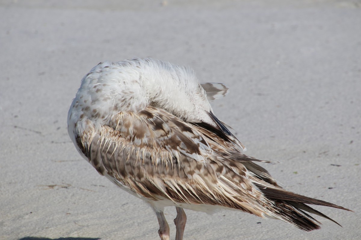 Great Black-backed Gull - ML250322431