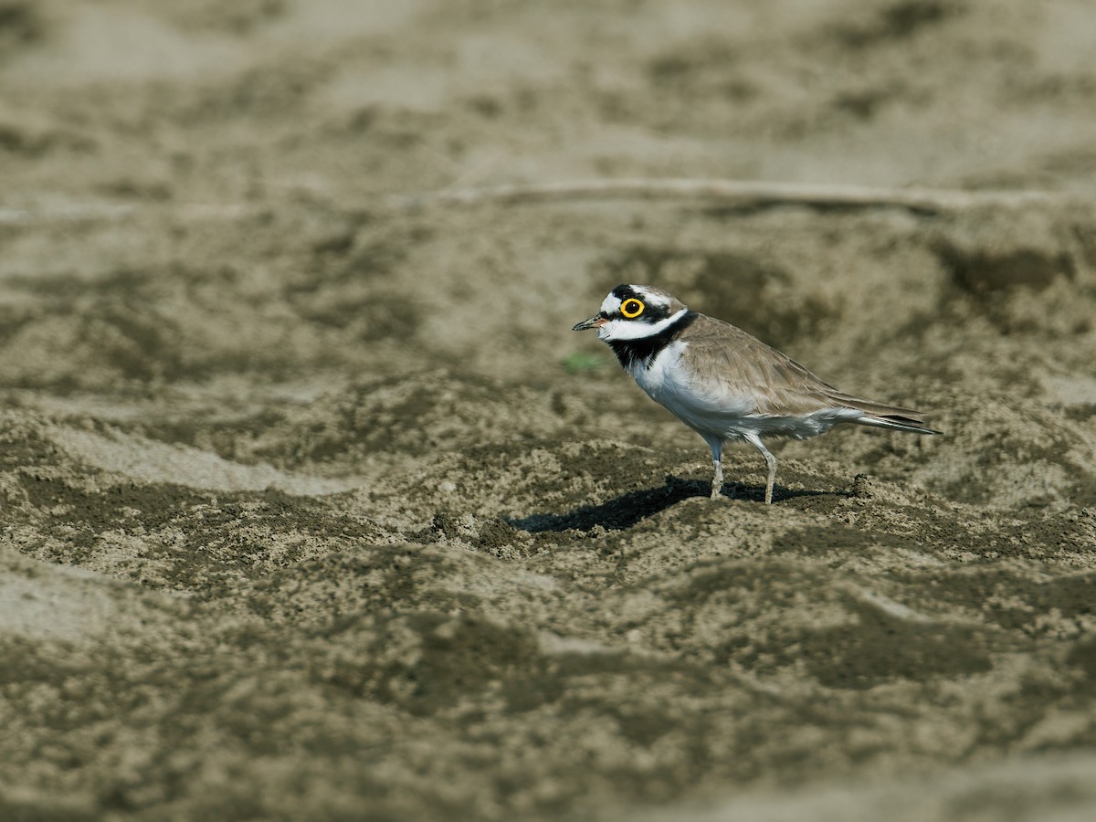 Little Ringed Plover - Nick Athanas