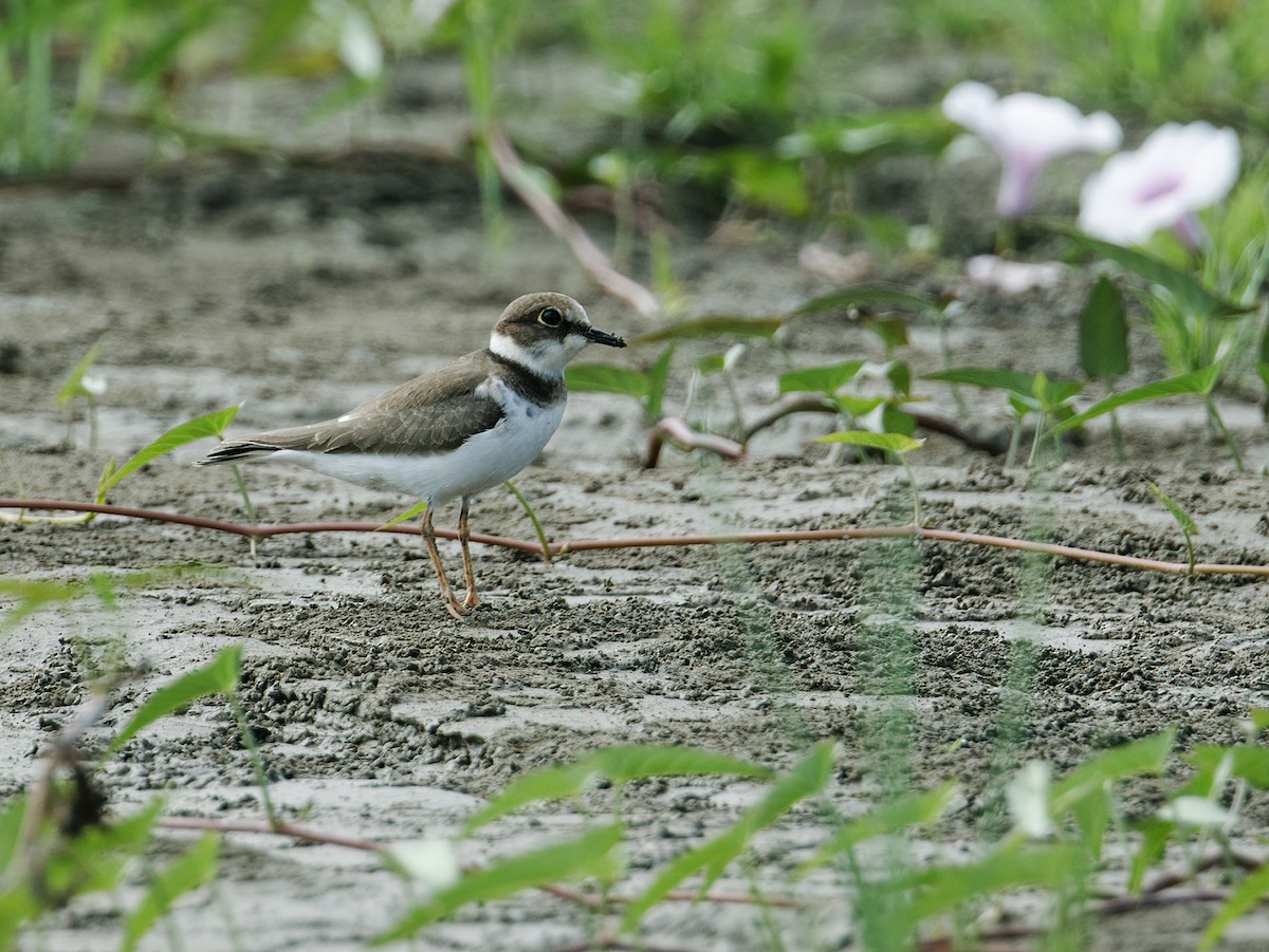 Little Ringed Plover - Nick Athanas