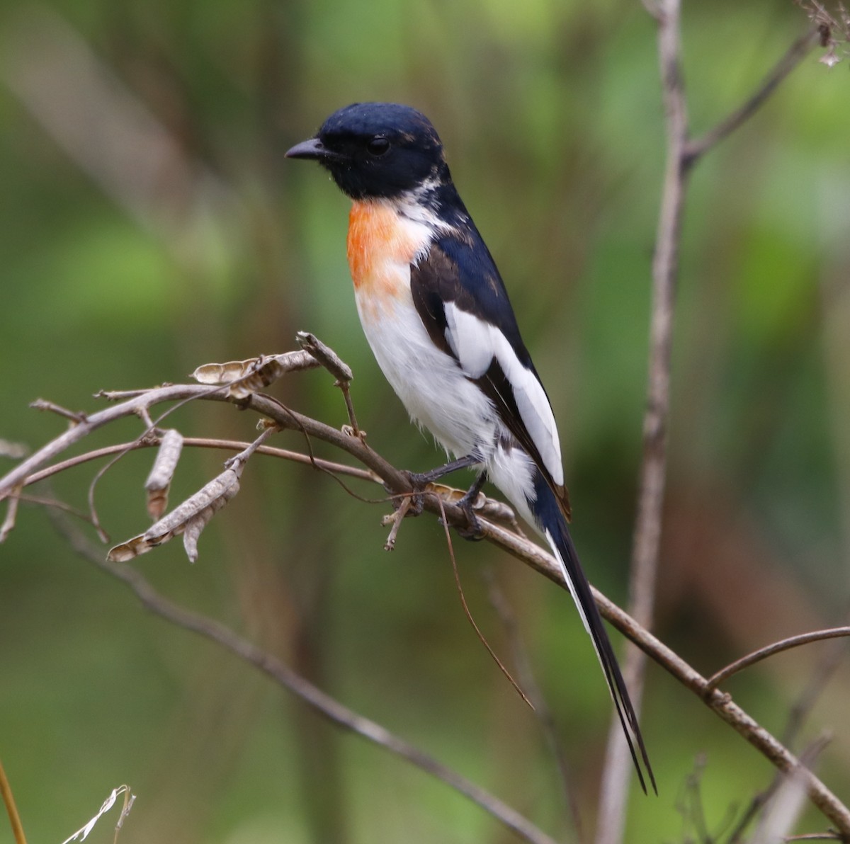 White-bellied Minivet - Bhaarat Vyas