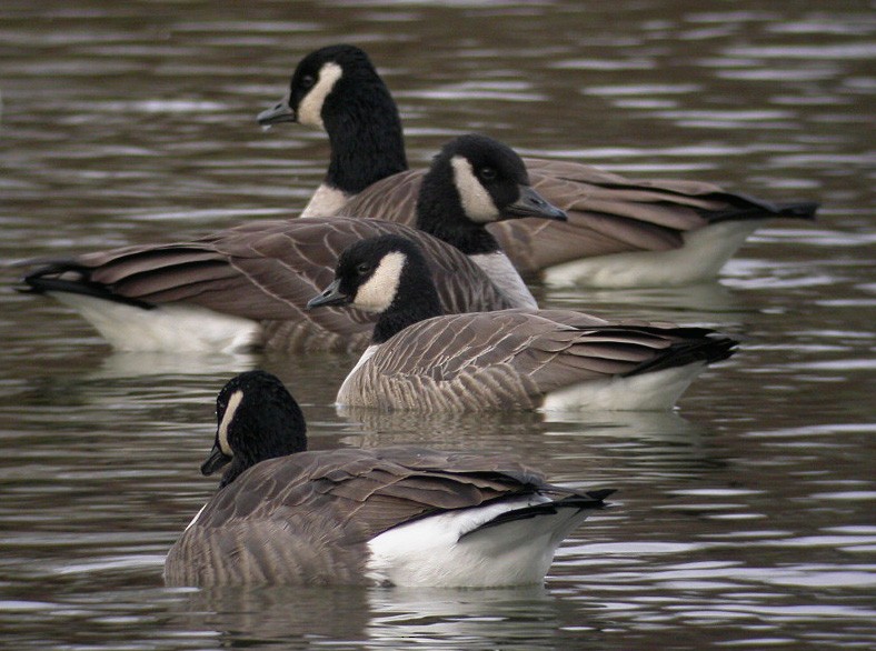 Cackling Goose (Richardson's) - Justin Bosler