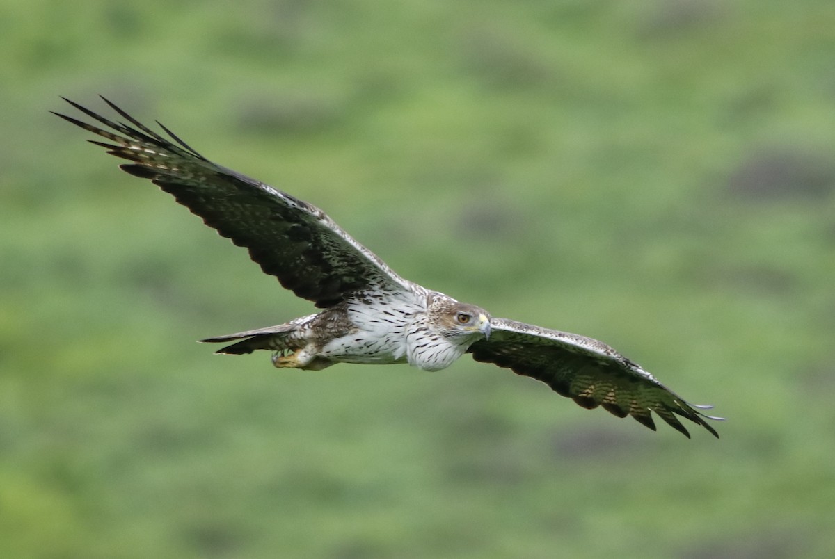 Bonelli's Eagle - ML250324461