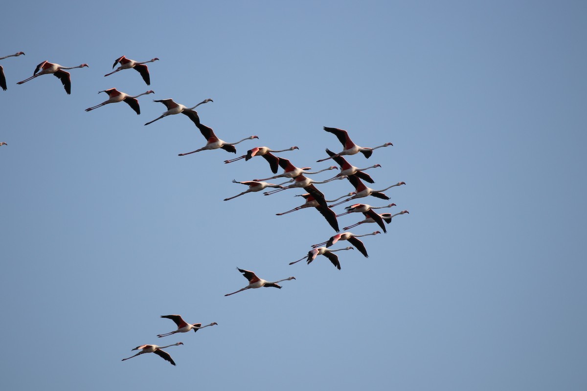 Greater Flamingo - Joao e Ze Casimiro