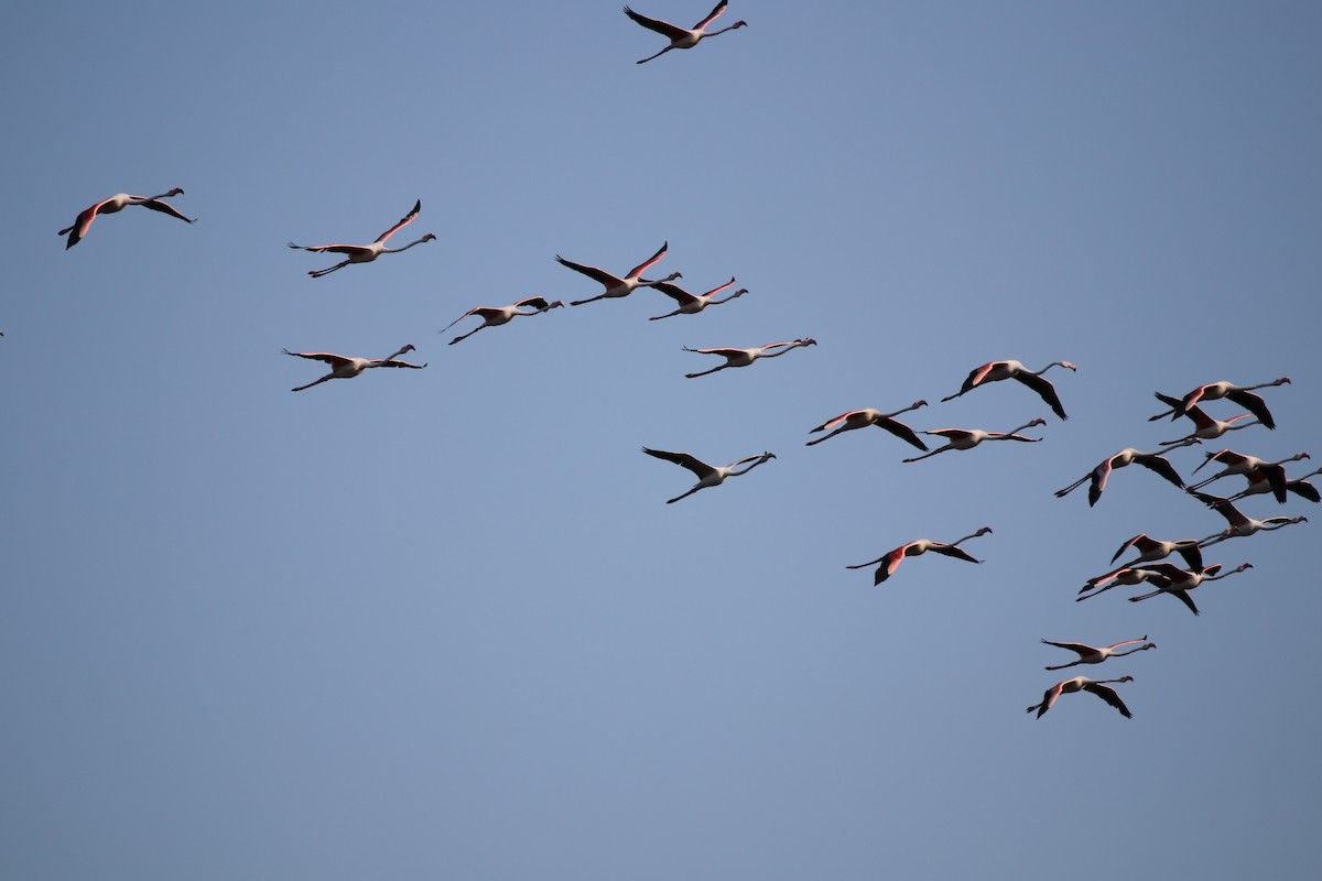 Greater Flamingo - ML250325661