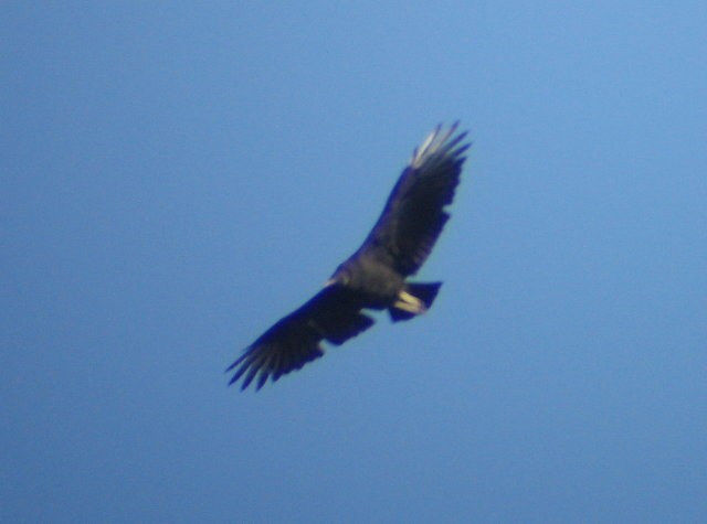Black Vulture - ML250326461
