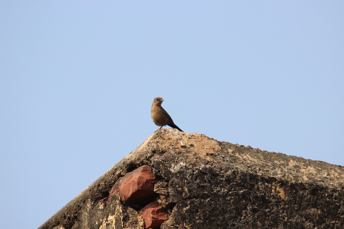 Brown Rock Chat - ML250326831