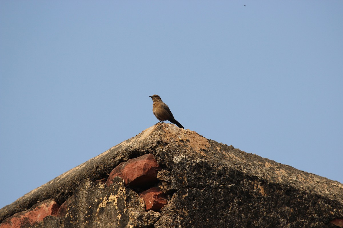 Brown Rock Chat - ML250326841
