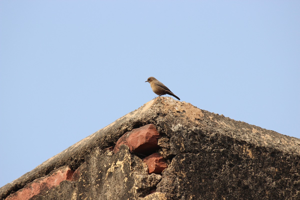 Brown Rock Chat - ML250326851