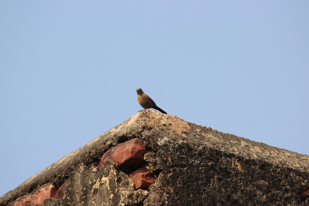 Brown Rock Chat - ML250326891