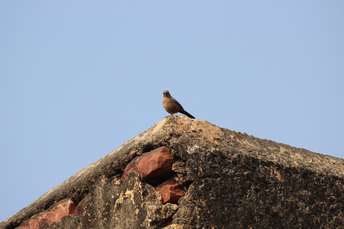 Brown Rock Chat - ML250326901