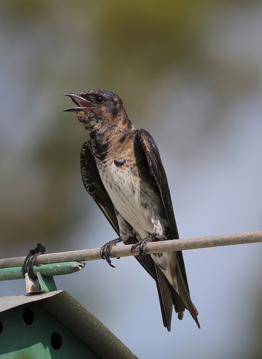 Purple Martin - ML250327451