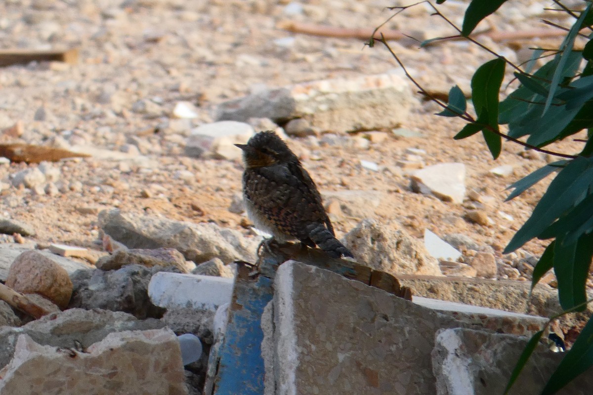 Eurasian Wryneck - ML250327541