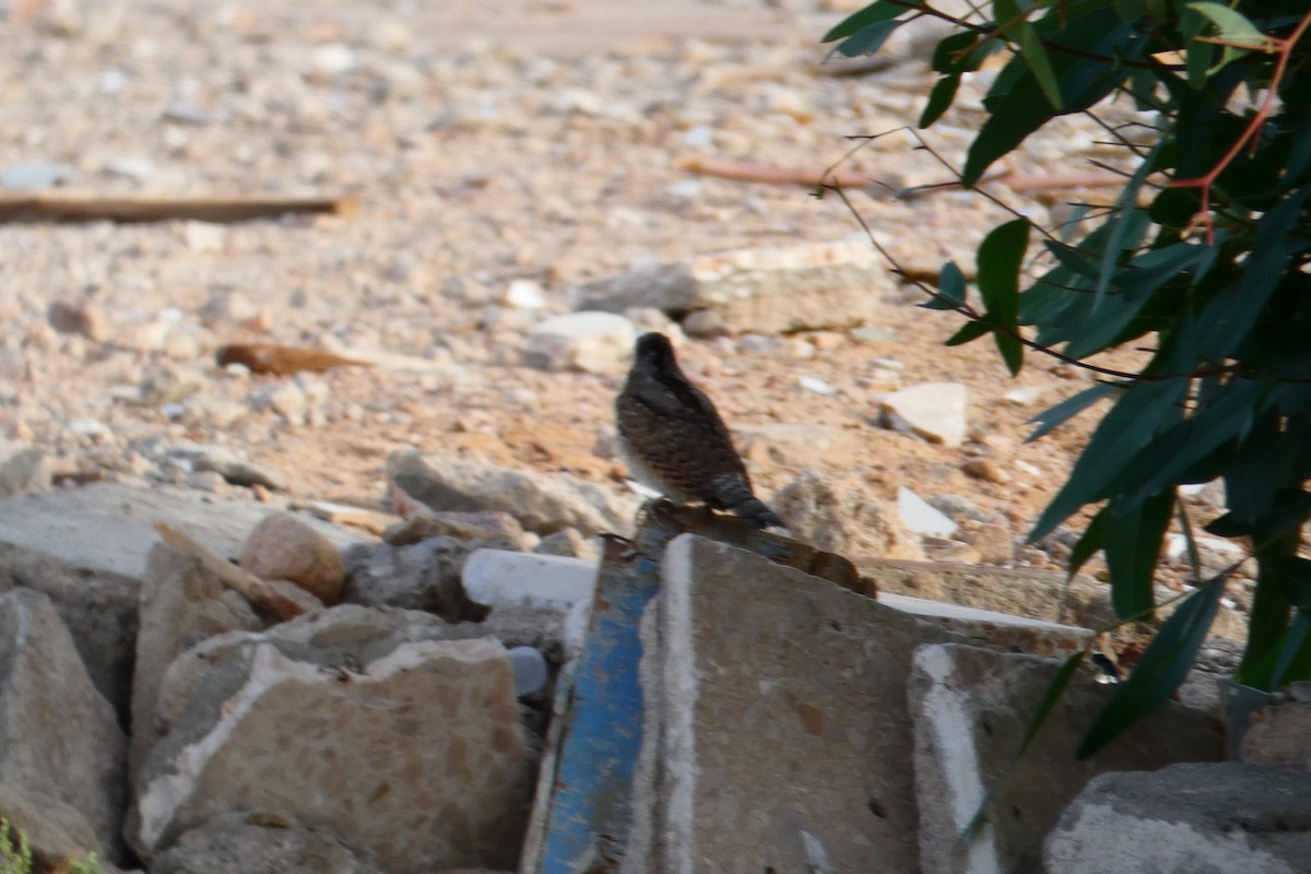 Eurasian Wryneck - ML250327561