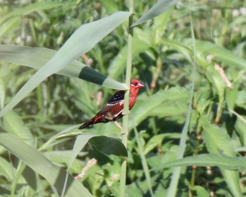 Bengali rouge - ML250327921