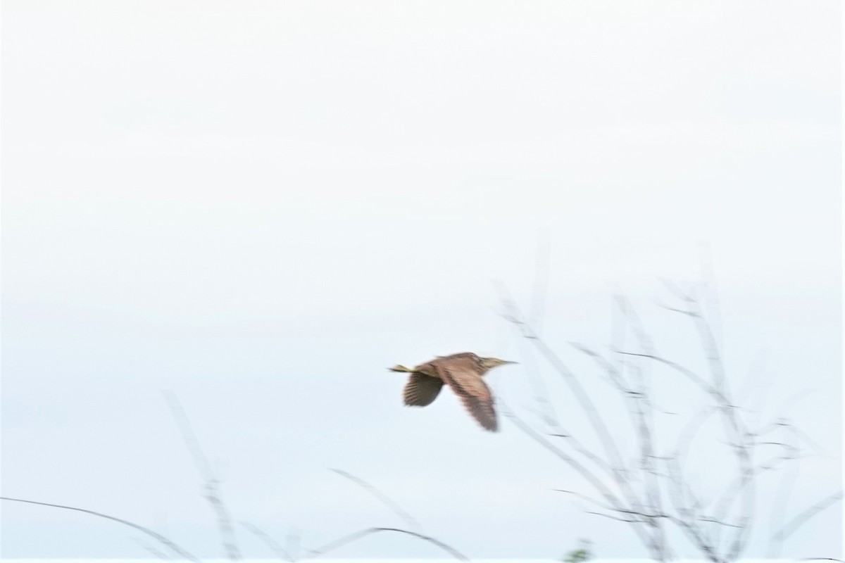 American Bittern - ML250327981