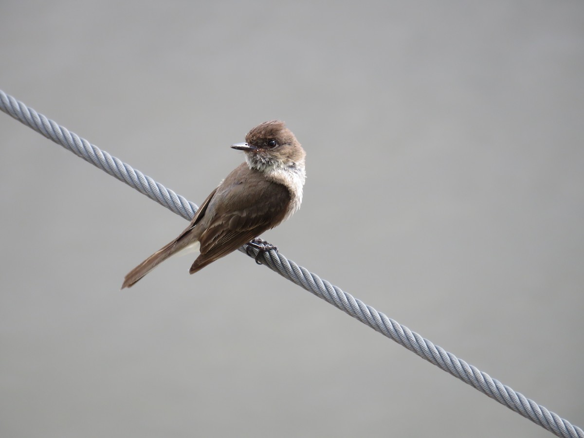 Eastern Phoebe - ML250328871