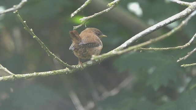 Eurasian Wren - ML250329361