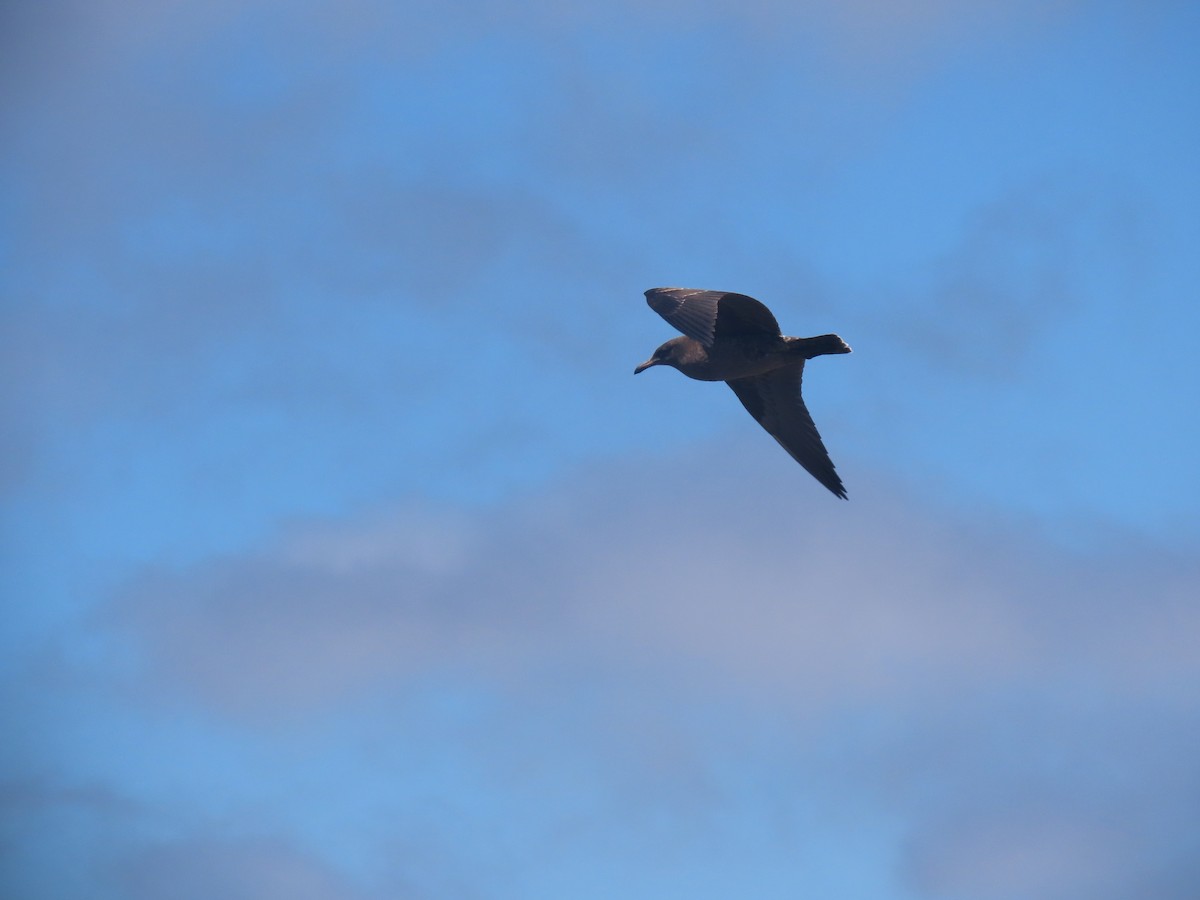 Heermann's Gull - Long-eared Owl