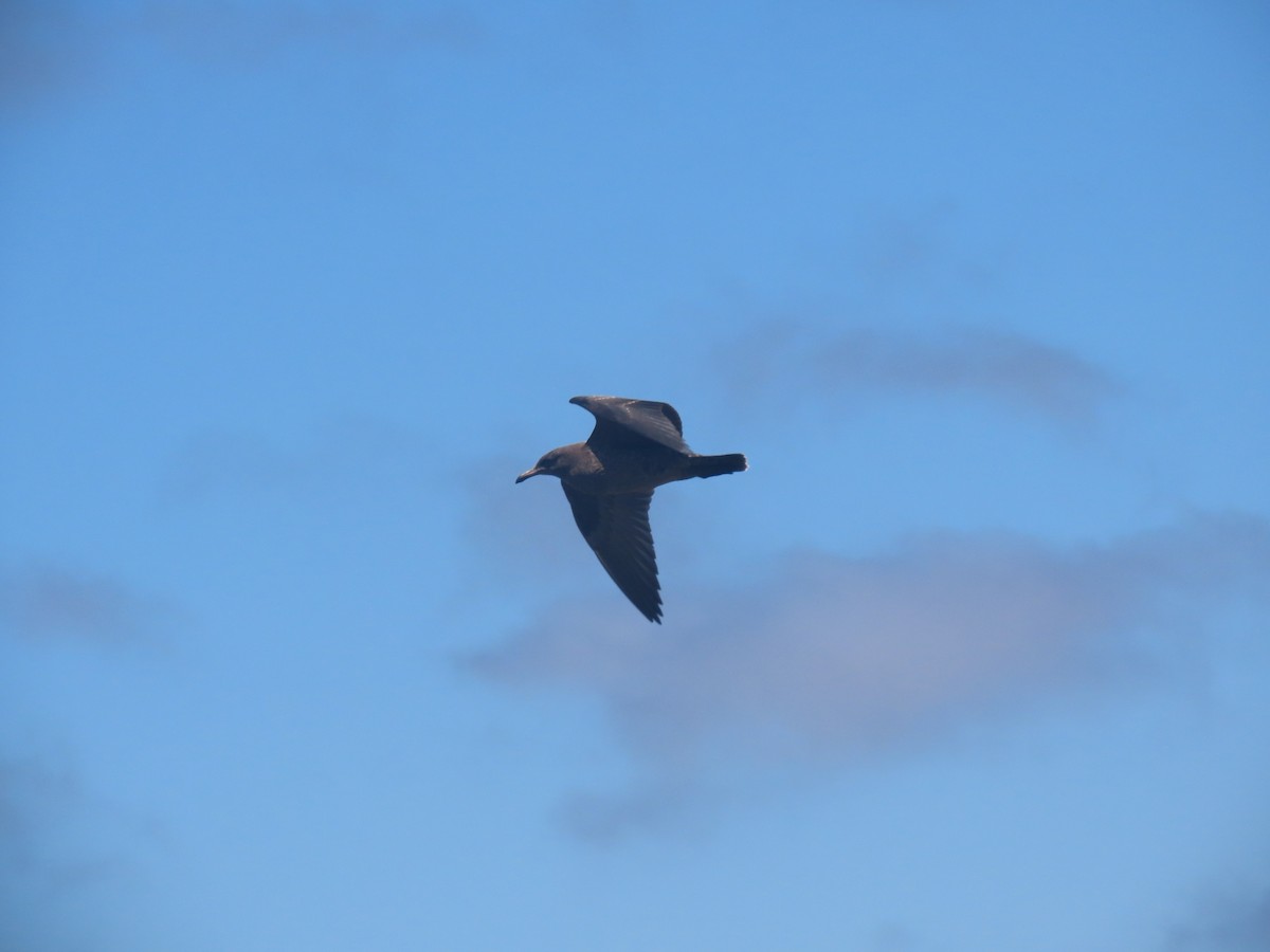 Heermann's Gull - Long-eared Owl