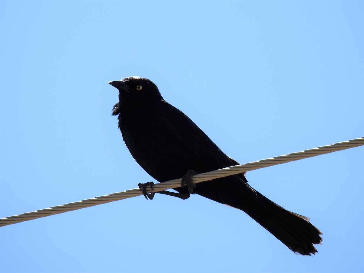 Brewer's Blackbird - ML250330861