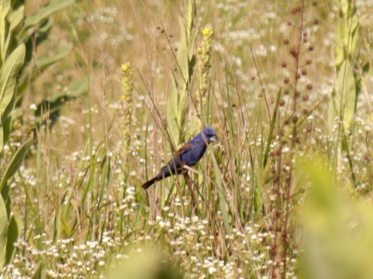 Blue Grosbeak - ML250332591