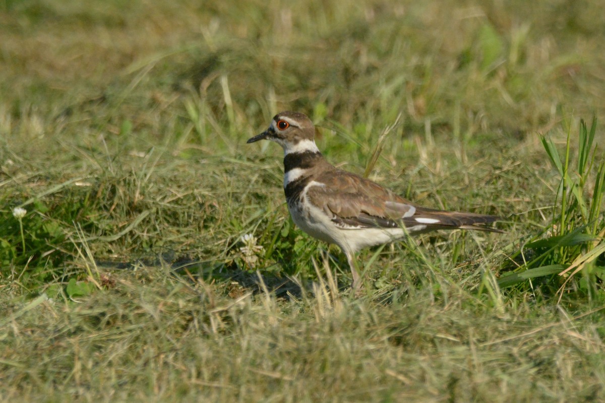 Killdeer - ML250332611