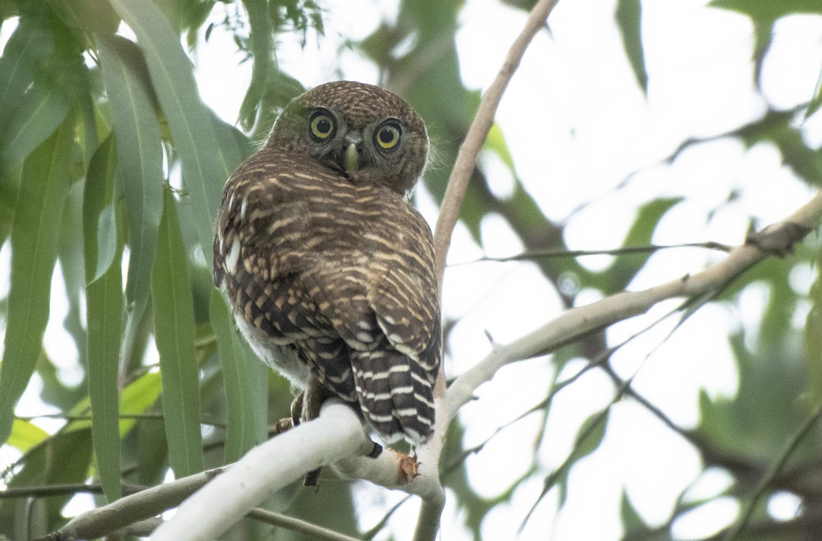 Asian Barred Owlet - ML250332751