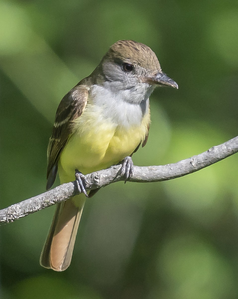 Great Crested Flycatcher - ML250334091