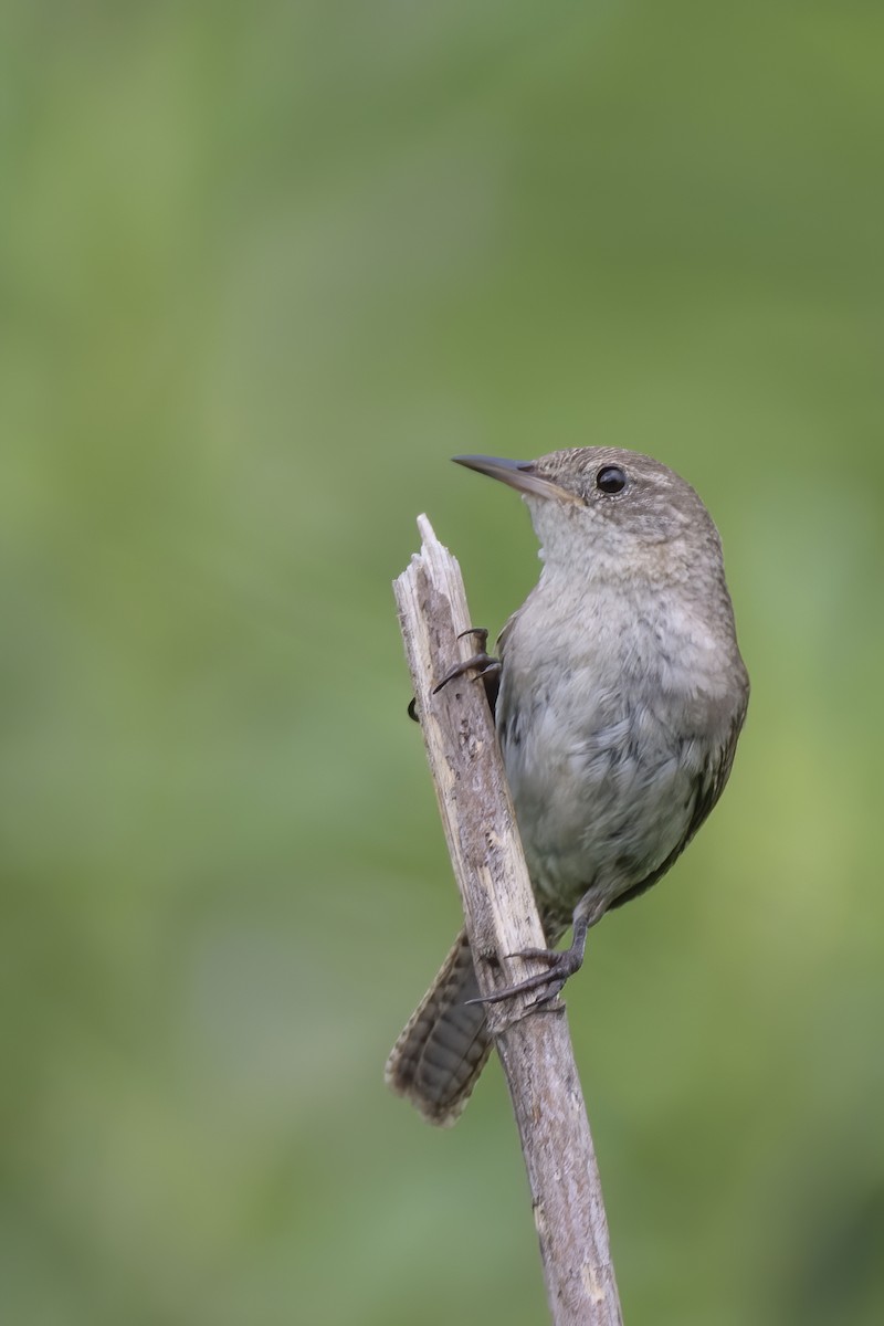 Northern House Wren - ML250334241