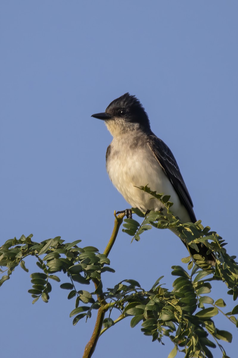 Eastern Kingbird - ML250334351
