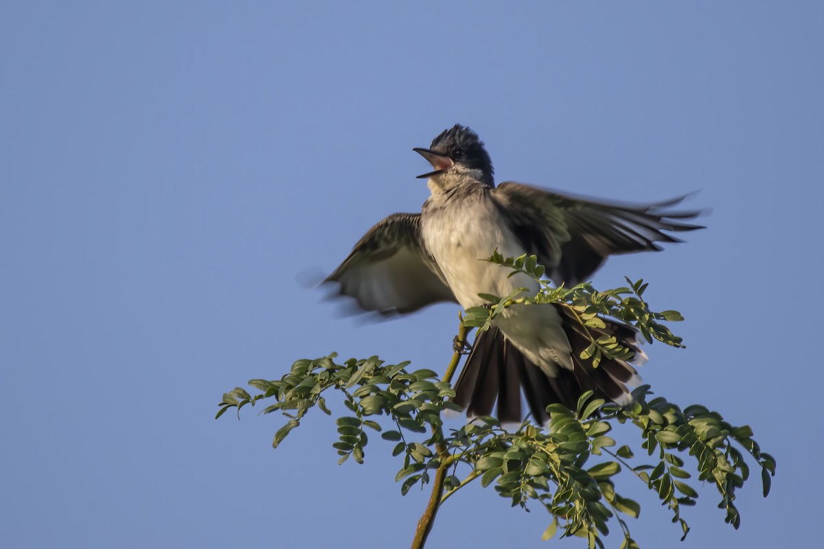 Eastern Kingbird - ML250334371