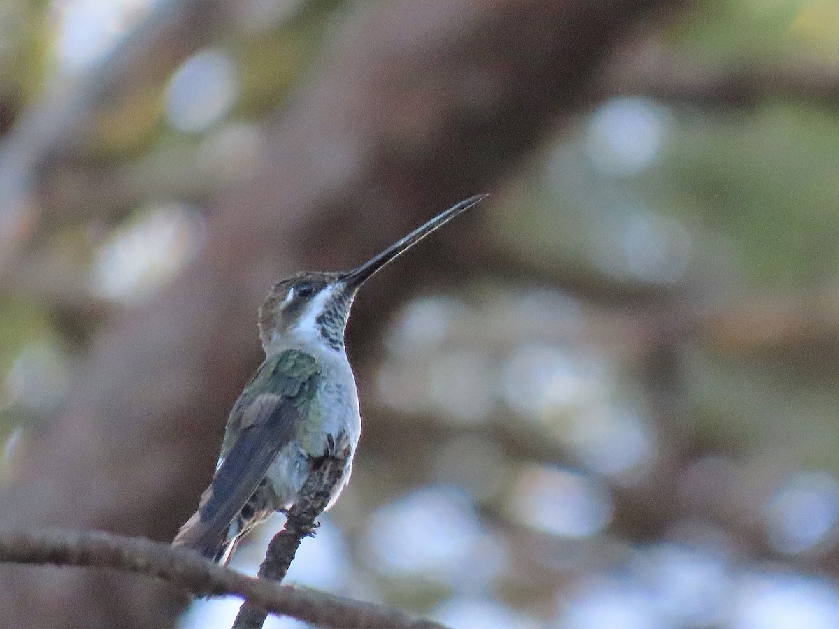 Plain-capped Starthroat - ML250335091