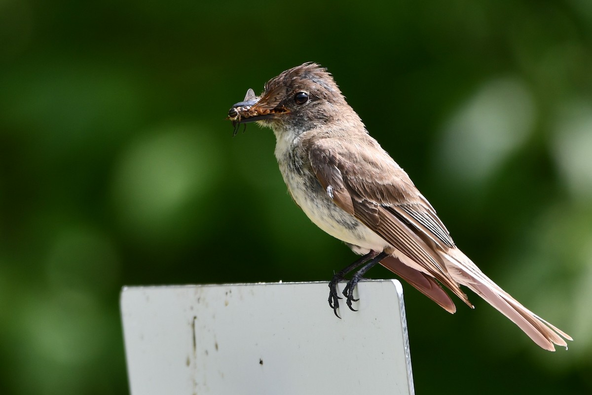 Eastern Phoebe - ML250335461