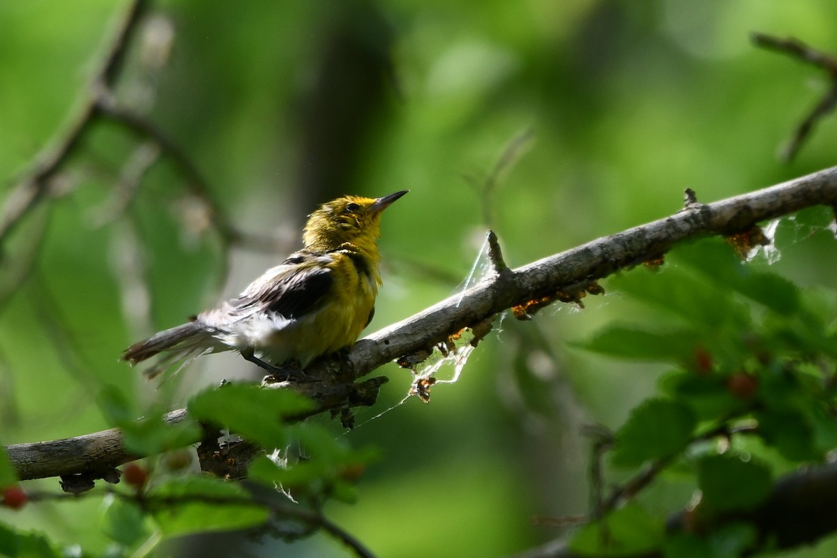 Prothonotary Warbler - Cameron Chevalier