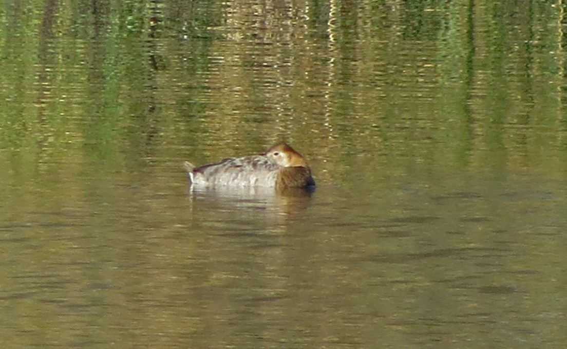 Canvasback - Tom Edell