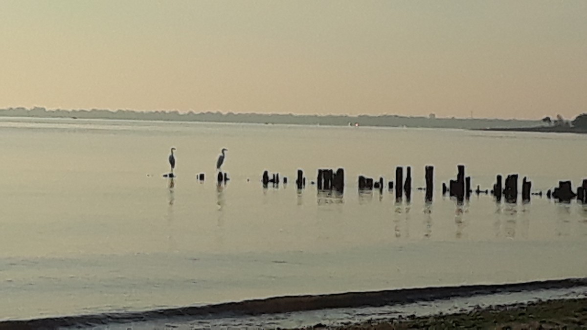 volavka bílá - ML250341781