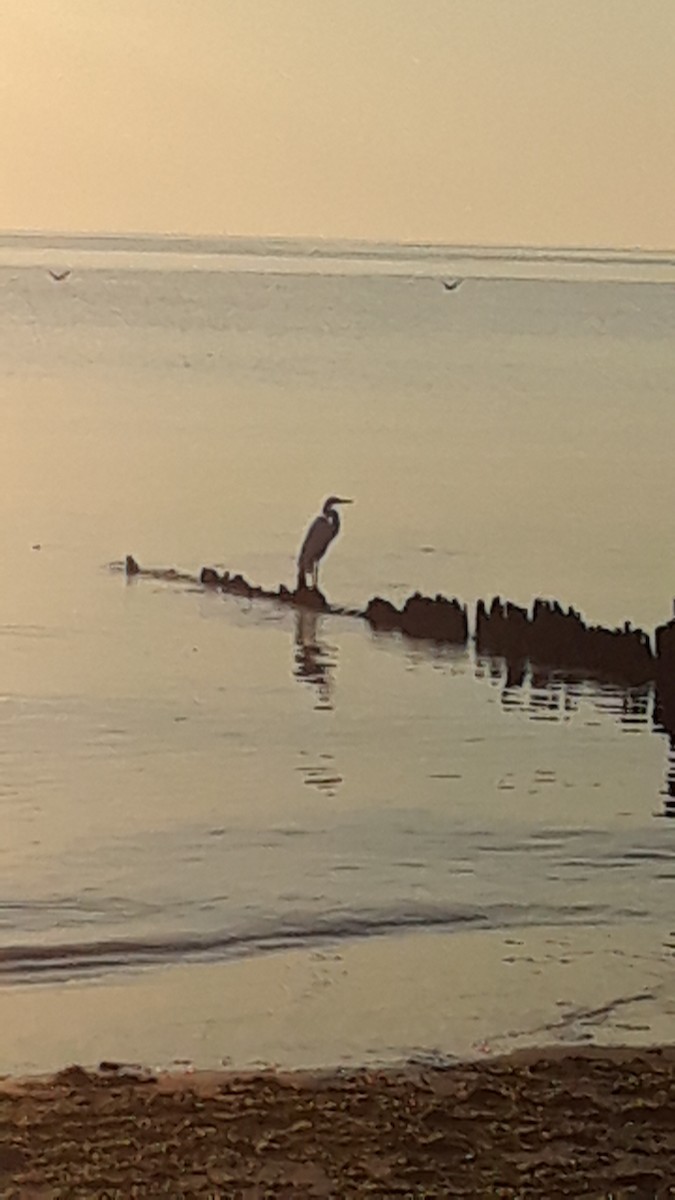 volavka bílá - ML250342521