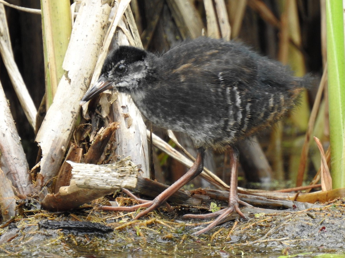 Virginia Rail - ML250342691