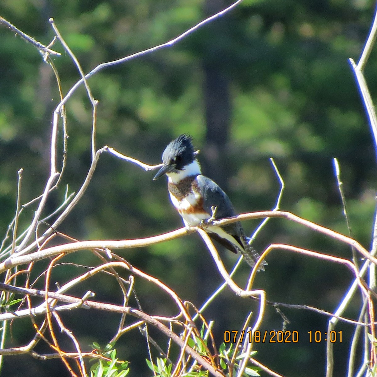 Belted Kingfisher - ML250343021