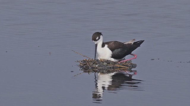 Black-necked Stilt (Black-necked) - ML250343701