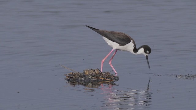 Black-necked Stilt (Black-necked) - ML250343761