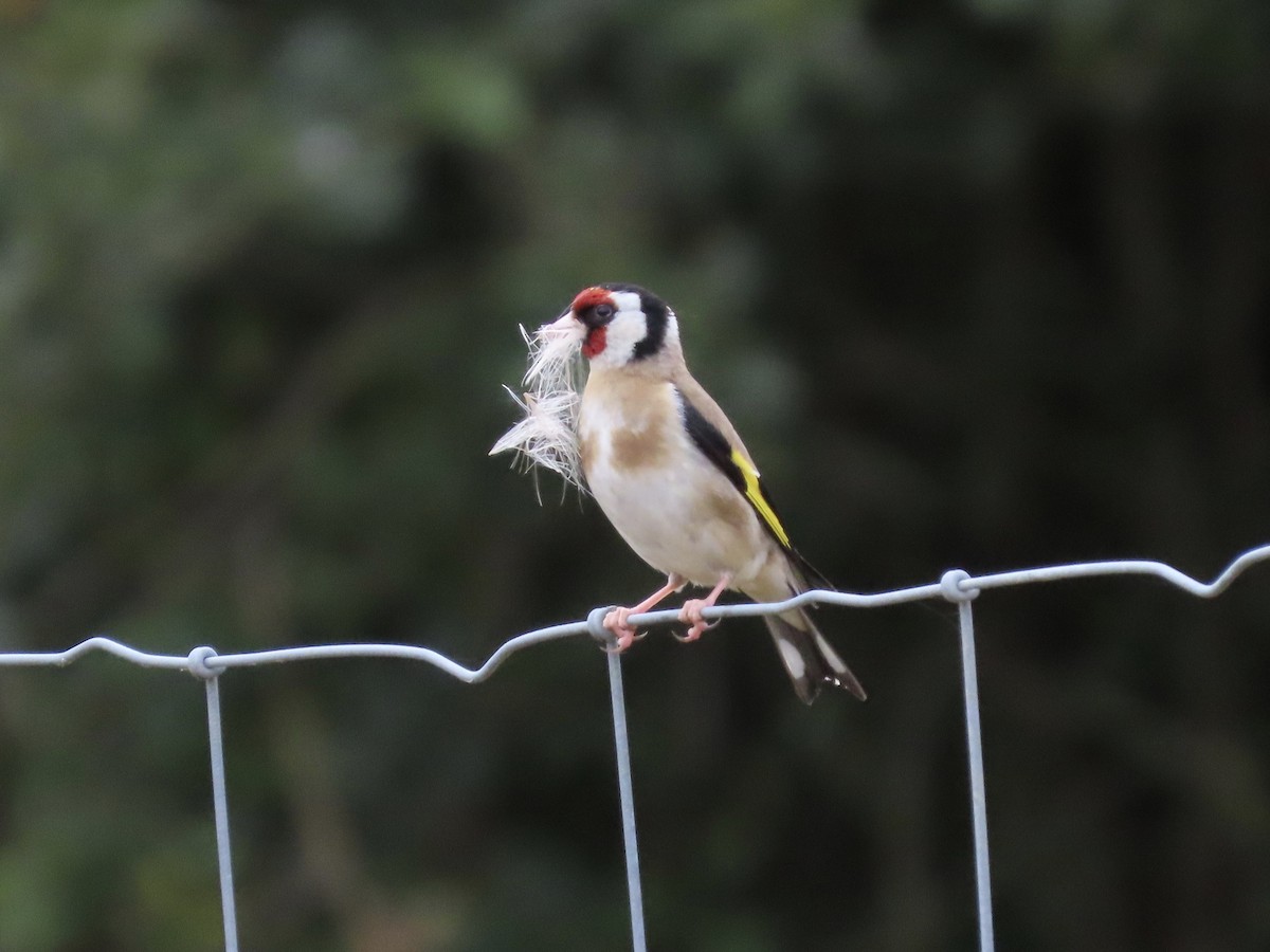 European Goldfinch - David Campbell